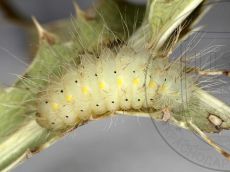 Пестрянка-весёлая_гусеница-паразитированная_1